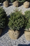 3in Norway Spruce