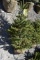 White Spruce Tree 4ft. Tall