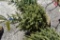 White Spruce Tree 4ft. Tall