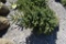 Black Hills Spruce Tree 4ft. Tall