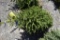 Black Hills Spruce Tree 4ft. Tall