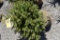 Colorado Spruce Tree 3ft. Tall