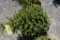 Black Hills Spruce Tree 3ft. Tall