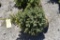 Colorado Spruce Tree 3ft. Tall