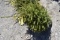 Norway Spruce Tree 3ft. Tall