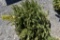 Norway Spruce Tree 3ft. Tall