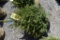 White Spruce Tree 4ft. Tall