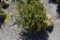 Norway Spruce Tree 4ft. Tall