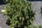 Colorado Spruce Tree 3ft. Tall