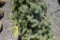 Colorado Spruce Tree 3ft. Tall