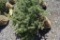 Colorado Spruce Tree 3ft. Tall