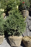 Black Hills Spruce Tree 5ft. Tall