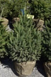 Black Hills Spruce Tree 4ft. Tall