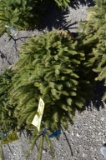 White Spruce Tree 4ft. Tall