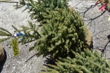 White Spruce Tree 4ft. Tall