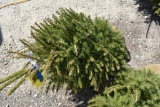 Norway Spruce Tree 4ft. Tall