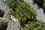 Norway Spruce Tree 4ft. Tall