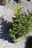 Black Hills Spruce Tree 3ft. Tall