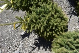 Black Hills Spruce Tree 3ft. Tall