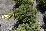 Black Hills Spruce Tree 3ft. Tall