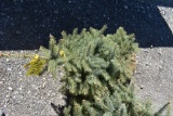 Colorado Blue Spruce Tree 3ft. Tall