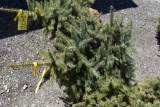 Colorado Blue Spruce Tree 3ft. Tall