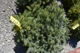 Colorado Blue Spruce Tree 3ft. Tall