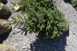 Black Hills Spruce Tree 4ft. Tall