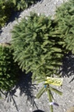 Black Hills Spruce Tree 4ft. Tall