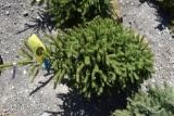 Black Hills Spruce Tree 4ft. Tall