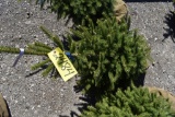 Black Hills Spruce Tree 4ft. Tall