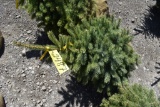 Colorado Spruce Tree 3ft. Tall