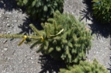 Colorado Spruce Tree 3ft. Tall