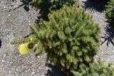 Colorado Spruce Tree 3ft. Tall