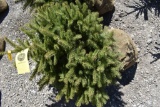 Colorado Spruce Tree 3ft. Tall