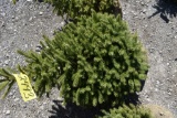 Black Hills Spruce Tree 3ft. Tall