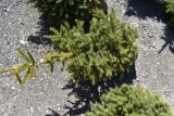 Black Hills Spruce Tree 3ft. Tall