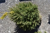 Black Hills Spruce Tree 3ft. Tall