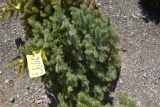 Colorado Spruce Tree 3ft. Tall