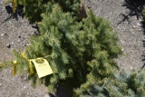 Colorado Spruce Tree 3ft. Tall