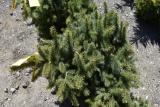 Colorado Spruce Tree 3ft. Tall