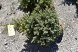 Colorado Spruce Tree 3ft. Tall