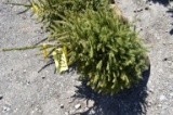 Norway Spruce Tree 3ft. Tall