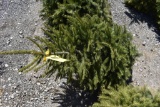 Norway Spruce Tree 3ft. Tall