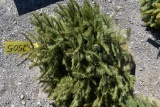 Norway Spruce Tree 3ft. Tall