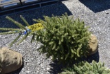 White Spruce Tree 4ft. Tall