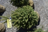 White Spruce Tree 4ft. Tall