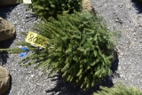 White Spruce Tree 4ft. Tall