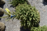 White Spruce Tree 4ft. Tall