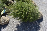 White Spruce Tree 4ft. Tall